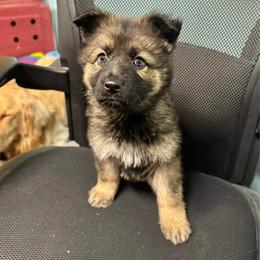 Denali - Red girl - Sable female German Shepherd puppy in Oakley, California from Von Guadachi German Shepherds & Audacity Border Collies