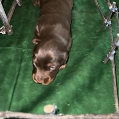 Dachshund Puppies from BellBottoms Dachshunds