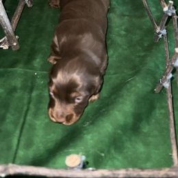 Dachshund Puppies from BellBottoms Dachshunds