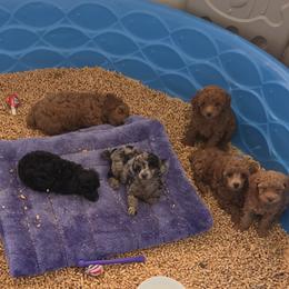 Poodle Puppies from Yates Family Farm
