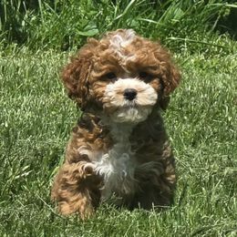 Cobee - Red Cockapoo puppy in Lebanon, Kentucky from Mosaic Merle Doodles