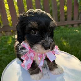 Sunny - Tri-color female Bernedoodle puppy in Sherman, Illinois from Shirl Doodle Life