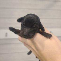 KitKat - Black and tan female Dachshund puppy in Okeechobee, Florida from Far Far Away Dachshunds