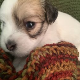 Coton de Tulear Puppies from Catawba Cotons
