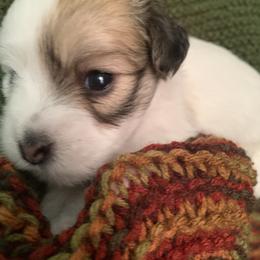 Coton de Tulear Puppies from Catawba Cotons