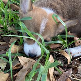 American Corgi and Pembroke Welsh Corgi Puppies from Swell Corgis