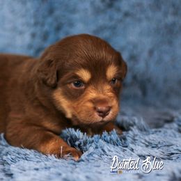 Australian Shepherd, Miniature American Shepherd, and Miniature Australian Shepherd Puppies from Painted Blue Aussies