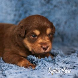 Australian Shepherd, Miniature American Shepherd, and Miniature Australian Shepherd Puppies from Painted Blue Aussies