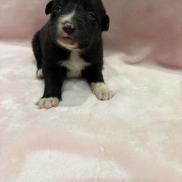 Border Collie Puppies from Vowell Farm Border Collies