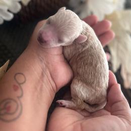 Im Your Puppet - Apricot male Poodle puppy in Hemet, California from Vallevistadoodles