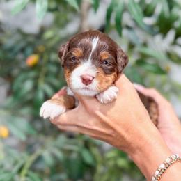 Encore - Tri-color male Bernedoodle puppy in Sulphur, Louisiana from Curly Q’s Of Carlyss
