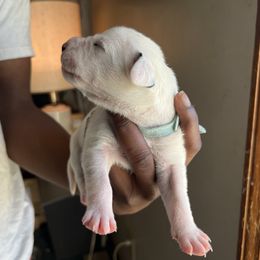 Girl 5 - Dalmatian puppy in Virginia from Andersons Toy Box LLC
