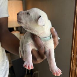 Girl 5 - Dalmatian puppy in Virginia from Andersons Toy Box LLC