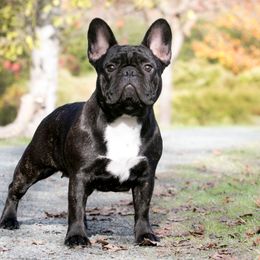 French Bulldogs from Windswept French Bulldogs
