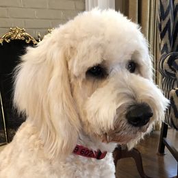 Sugar - Goldendoodle