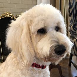 Sugar - Goldendoodle