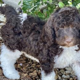 Woody (Hudson) - Labradoodle puppy in Cleburne, Texas from Sugar Fig Kennel