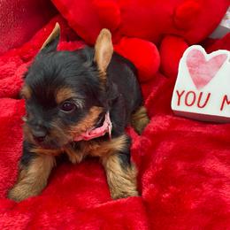 Sadie-pink 1500 - Black and tan female Yorkshire Terrier puppy in Douglas, Georgia from Heartland small breeds