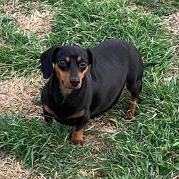 Wyn - Dachshund