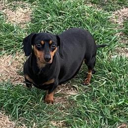 Wyn - Dachshund