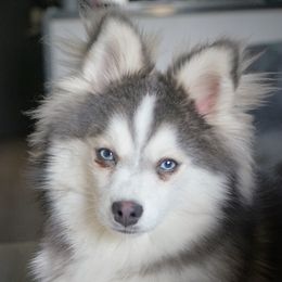 Benny - Pomsky