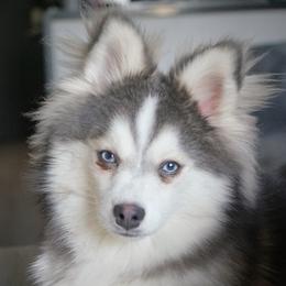 Benny - Pomsky
