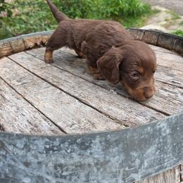 Lilly - Chocolate and tan female Dachshund puppy in Dayton, Ohio from LUXEYPUPS