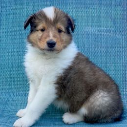 Maui - Sable and white male Collie puppy in St Augustine, Florida from Saltwater Collies LLC