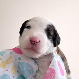 Trinity - Brown and white female Sheepadoodle puppy in Rocky Point, North Carolina from CelticDoods
