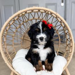 Vienna - Tri-color female Bernedoodle puppy in West Haven, Utah from Split Mountain Doodles