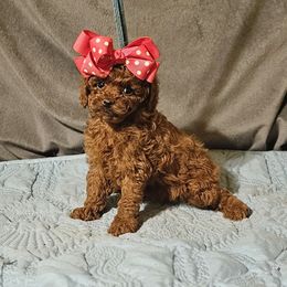 Red Reba - Red  female Poodle puppy in Runnels County, Texas from Golden's Poodles