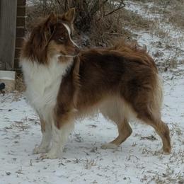 Pixie - Australian Shepherd