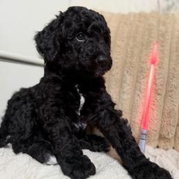 Bark Vader - male Golden Mountain Doodle puppy in Puyallup, Washington from Majestic Mtn Pups