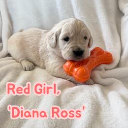 Red Girl, Diana Ross - Light golden female Golden Retriever puppy in Paola, Kansas from Risa’s Goldens