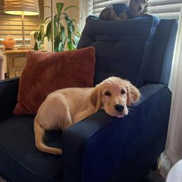 Golden Retriever Puppies from Daffodil Valley Goldens