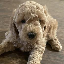 Goldendoodles and Poodles from BA Goldendoodles