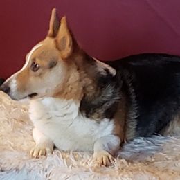 American Corgis from Cowgirlz Corgi’s