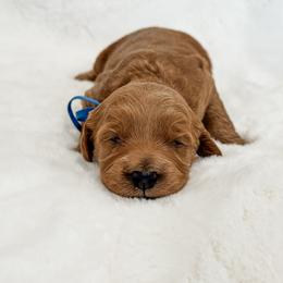 Romeo - Red  male Goldendoodle puppy in Twin Falls, Idaho from Magic Valley Family Doodles