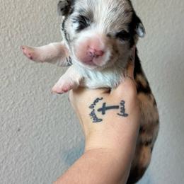 Patch - Blue merle and white male American Corgi puppy in Aberdeen, Washington from Coastal country Farms
