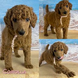 Corolla - Apricot female Poodle puppy in Swansboro, North Carolina from Monarch Standard Poodles