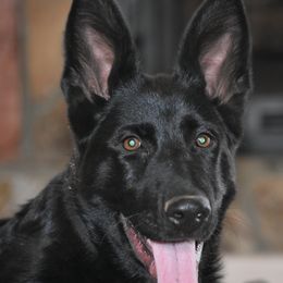 German Shepherd Puppies from Shepherds of Anarchy