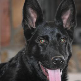 German Shepherd Puppies from Shepherds of Anarchy