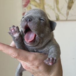 Strudel - French Bulldog puppy in Petaluma, California from Luma Frenchies