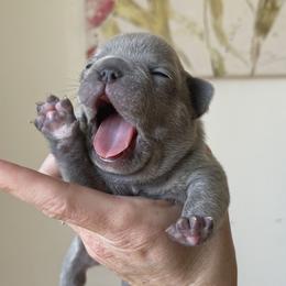 Strudel - French Bulldog puppy in Petaluma, California from Luma Frenchies
