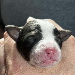 Girl 3 - White and black female Springerdoodle puppy in Sterling, Michigan from Springerdoodles In MI