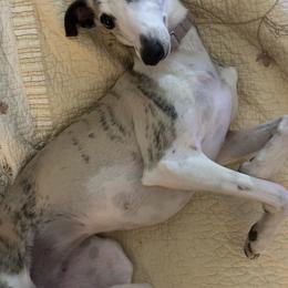 Miniature Schnauzer and Whippet All Grown Up from Saving Grace