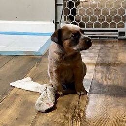 Boy 1 - Red mottled male Australian Cattle Dog puppy in Carthage, Missouri from MO Morningstar Heelers
