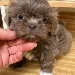 Blue liver - Lilac female Shih Tzu puppy in Citrus Heights, California from The Lion dog Shih Tzu