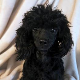Fifi - Poodle