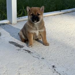 Girl 2 - Red female Shiba Inu puppy in Lakeland, Florida from Shiba Co.
